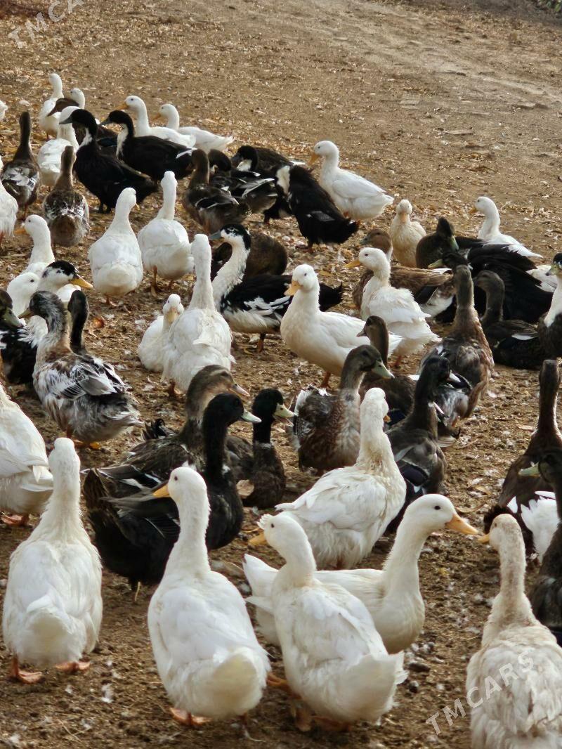 ordek yasylbas - Mary - img 1