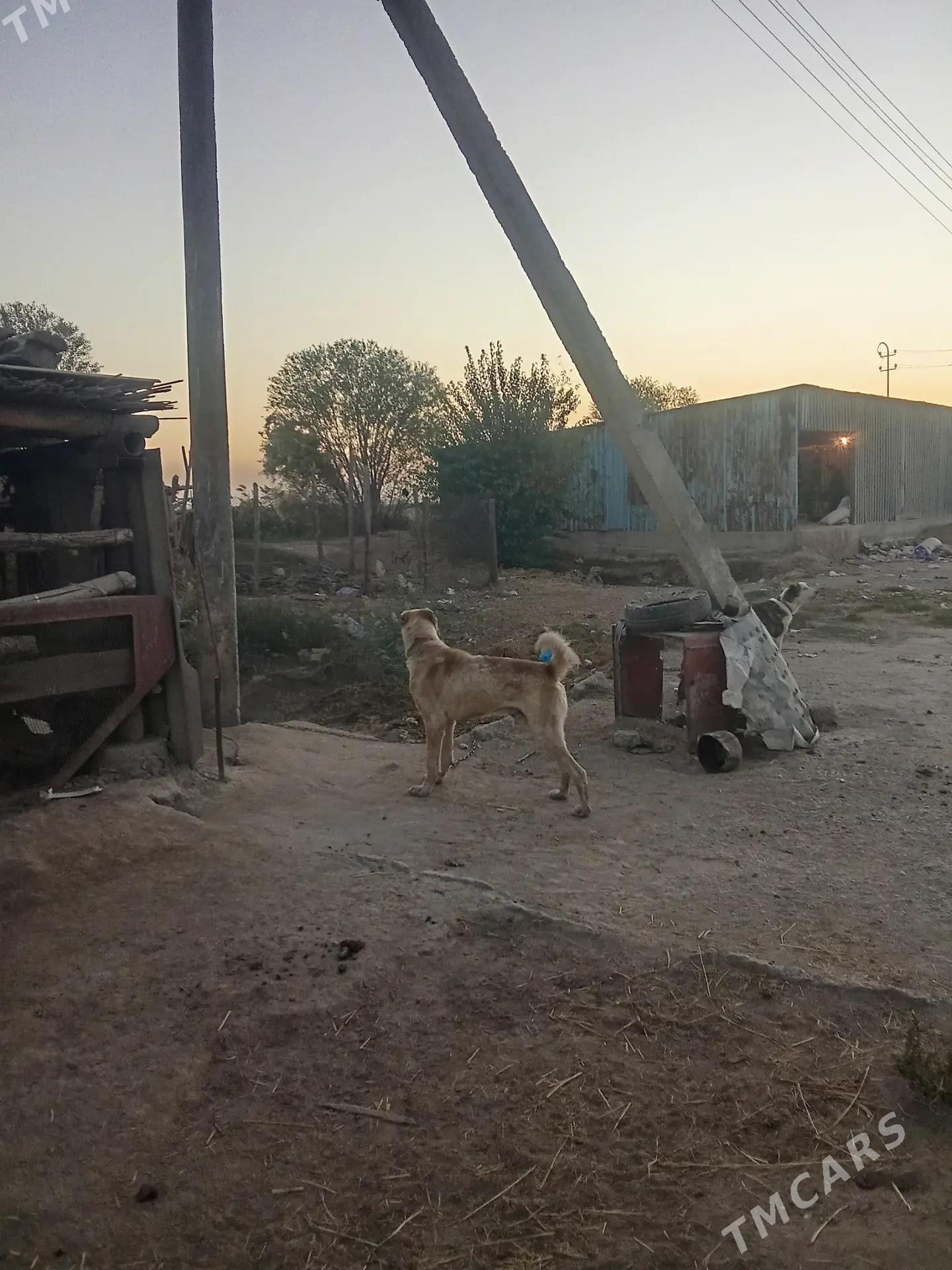 aždar - Туркменабат - img 1