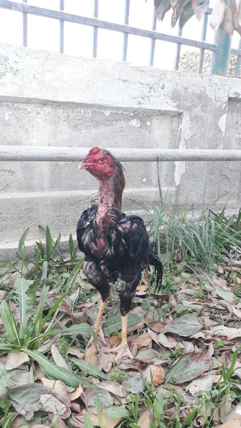 Taşkent horaz - Änew - img 1