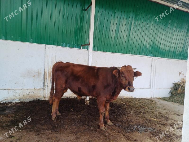 Okuz - Тязе заман - img 1