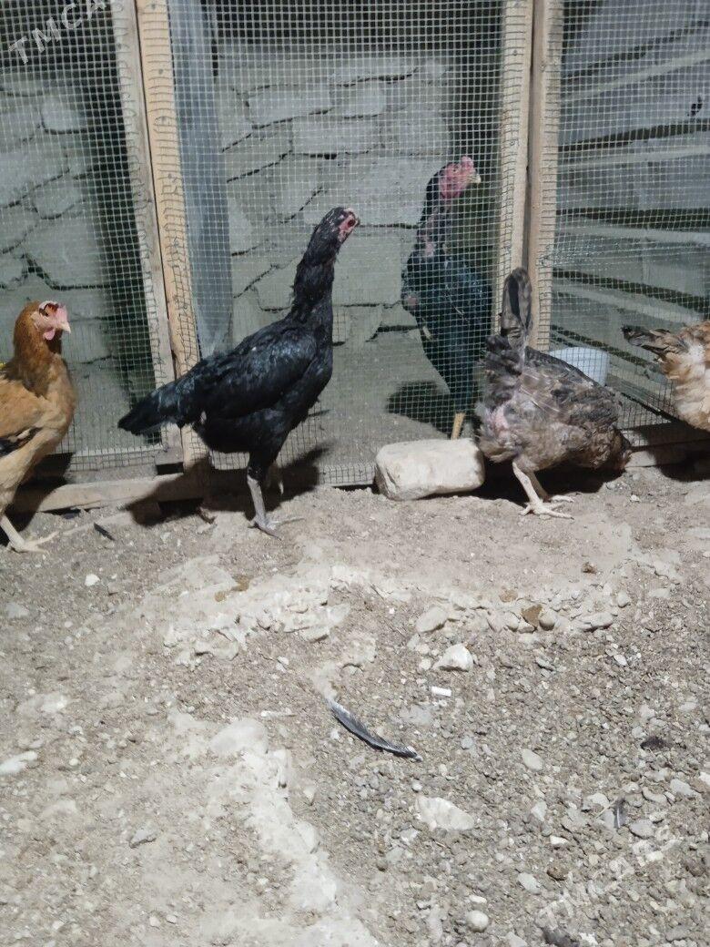 Towuk - Balkanabat - img 1