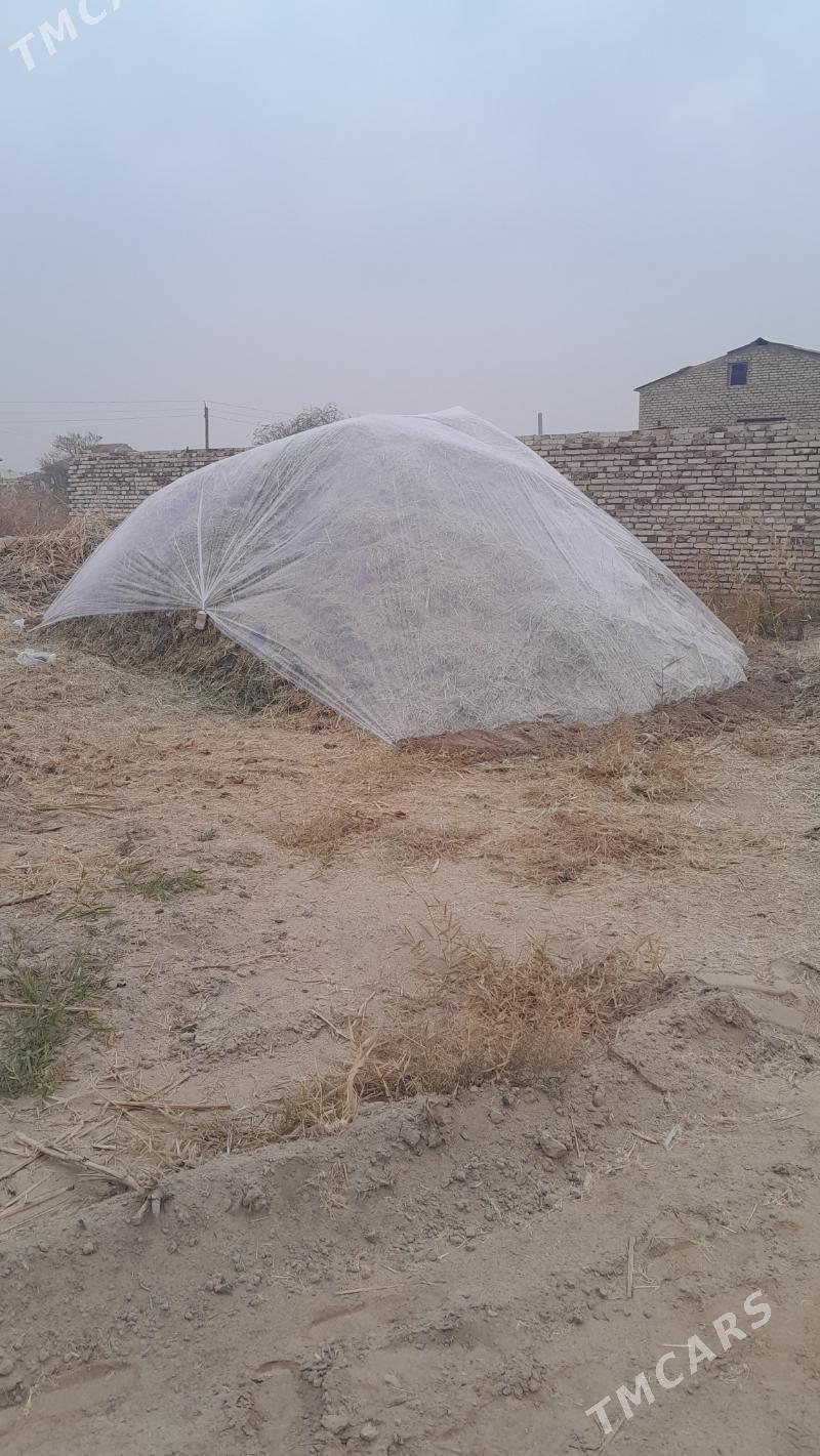 üwelen ot - Baýramaly - img 1