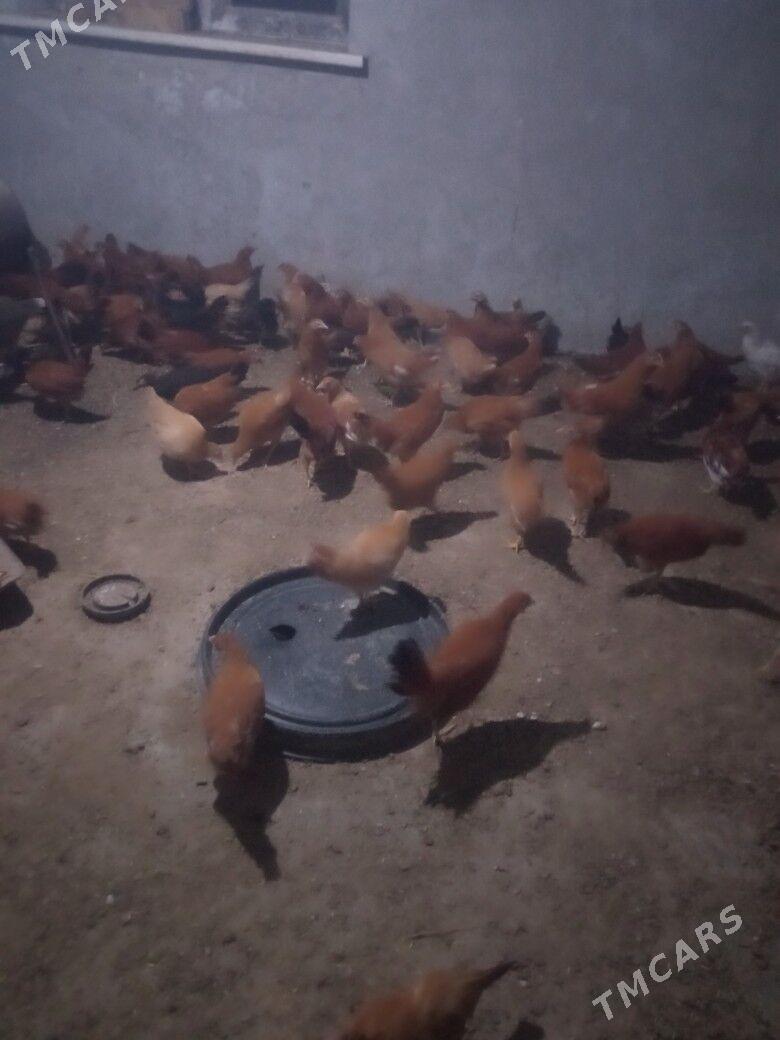 juje 3 aydan gechen - Kerki - img 1