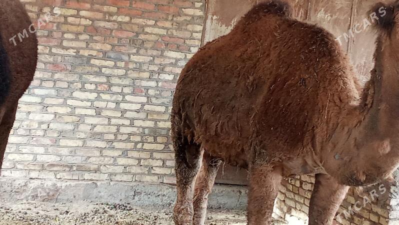 Düýe - Mary - img 1