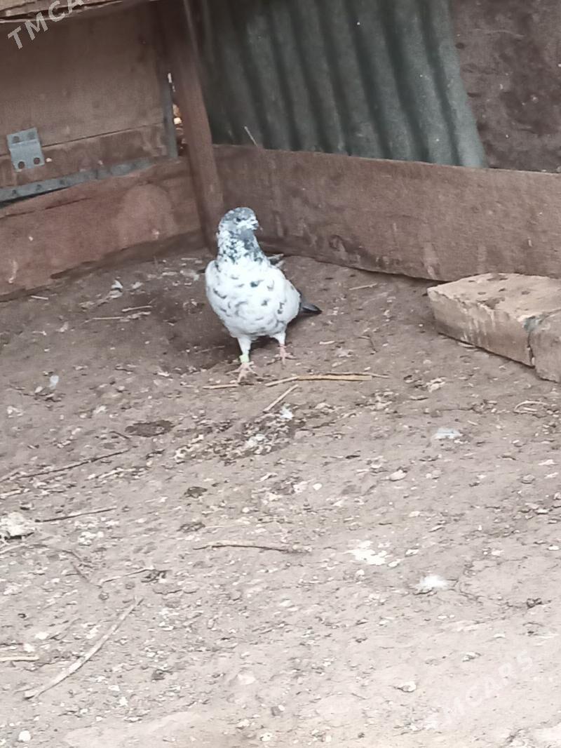 kepder - Türkmenabat - img 1