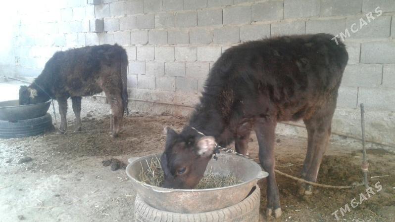 tüwe ýerli - Бахарден - img 1