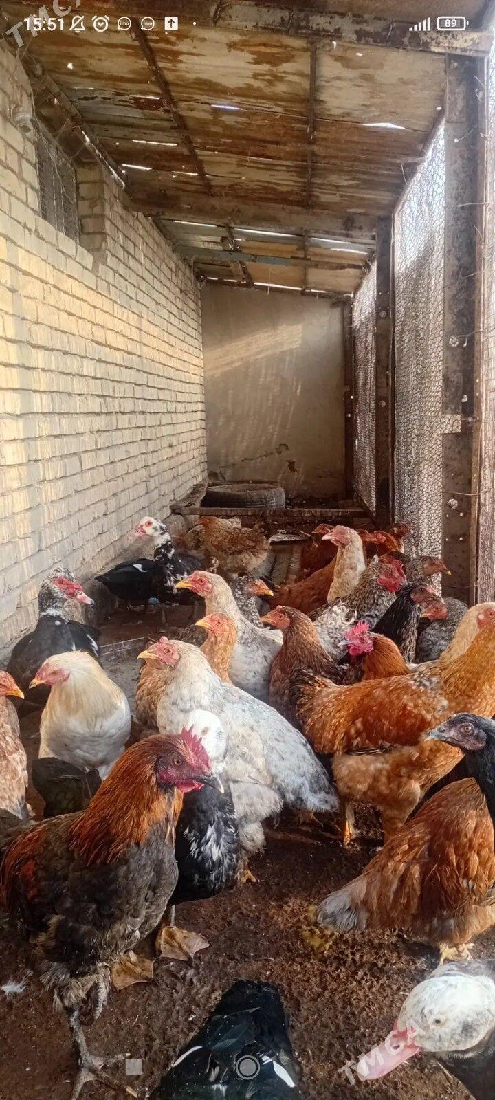 Horaz gigant - Sakarçäge - img 1