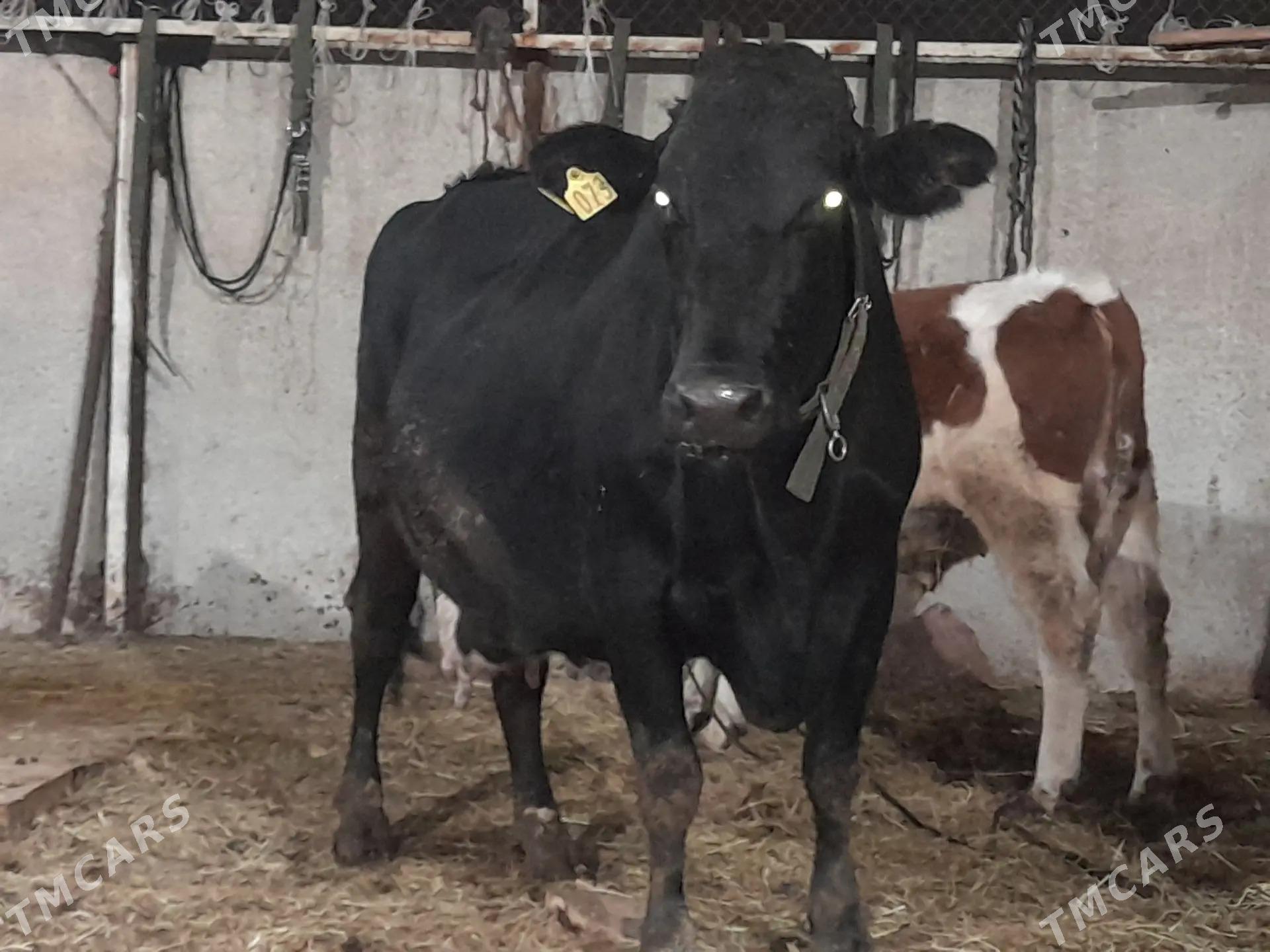 сигир - Балканабат - img 1