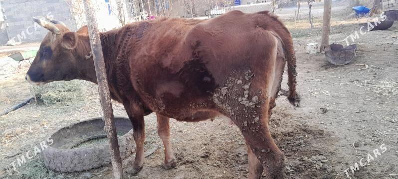 bakylgy et üçin sygyr - Ak bugdaý etraby - img 1