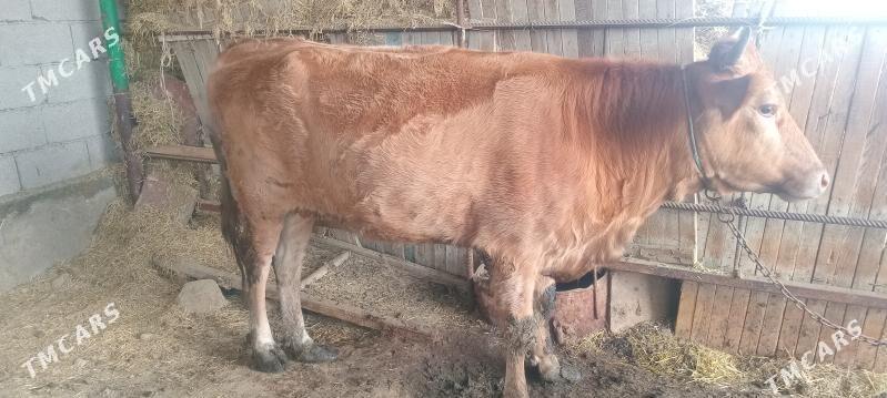 tüwe - Бахарден - img 1