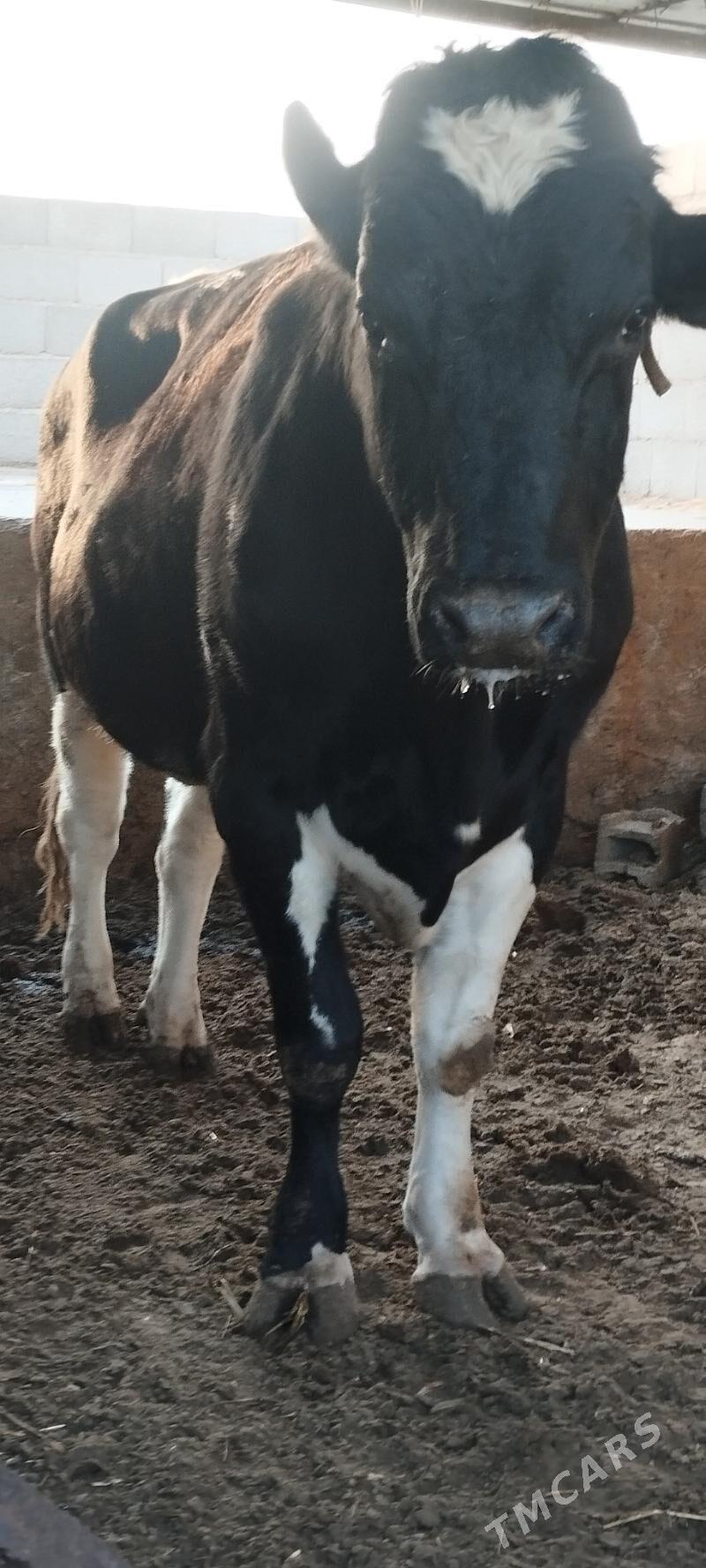 окиз - Балканабат - img 1