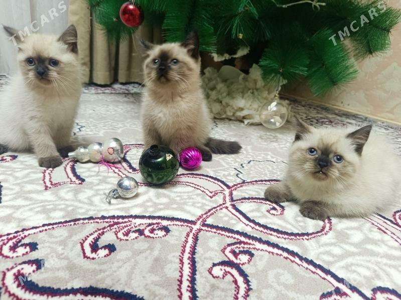 pişik - Туркменабат - img 1