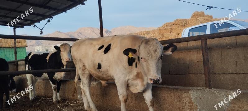 окиз - Балканабат - img 1