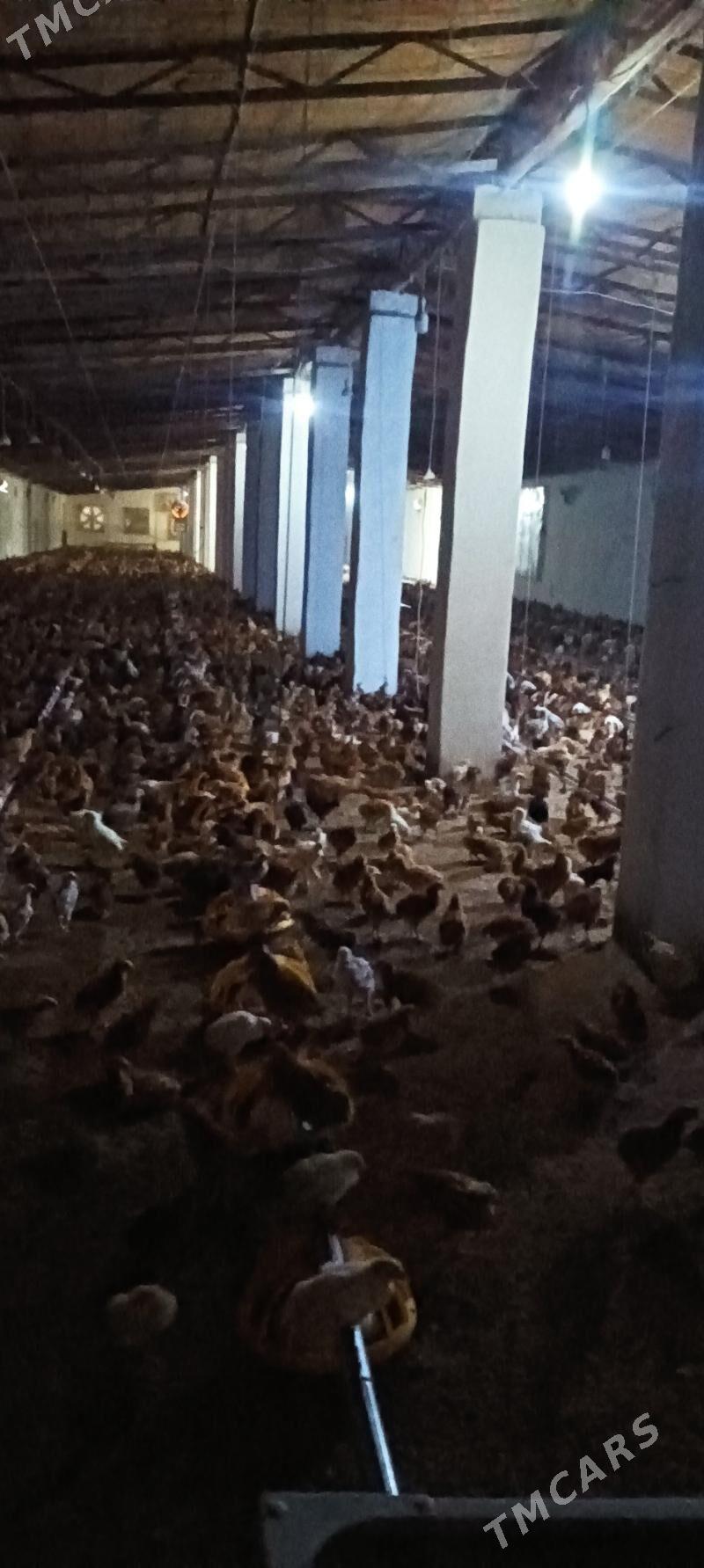 juje - Гёкдепе - img 1