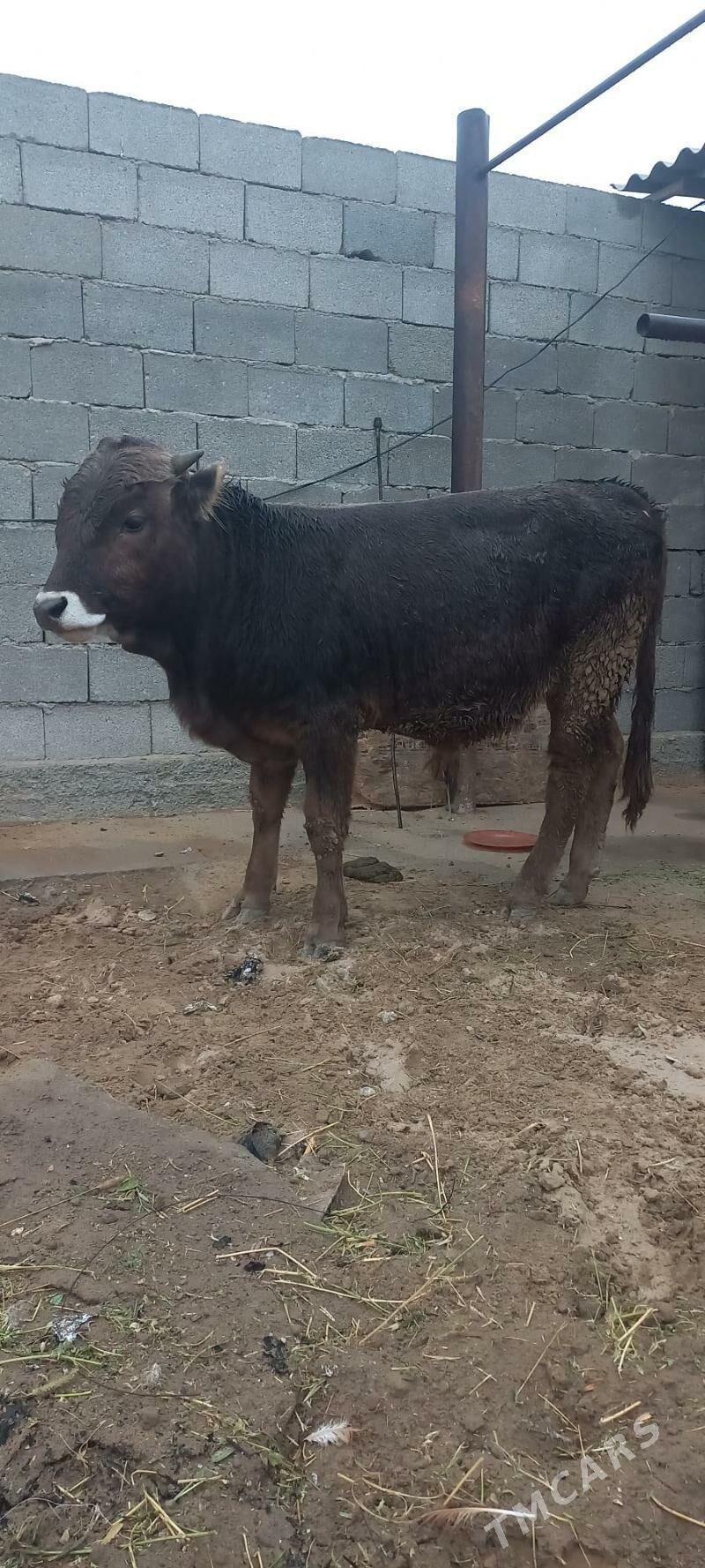 Öküz - Анев - img 1