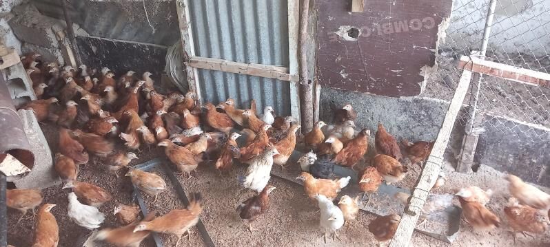 juyje - Gökdepe - img 1