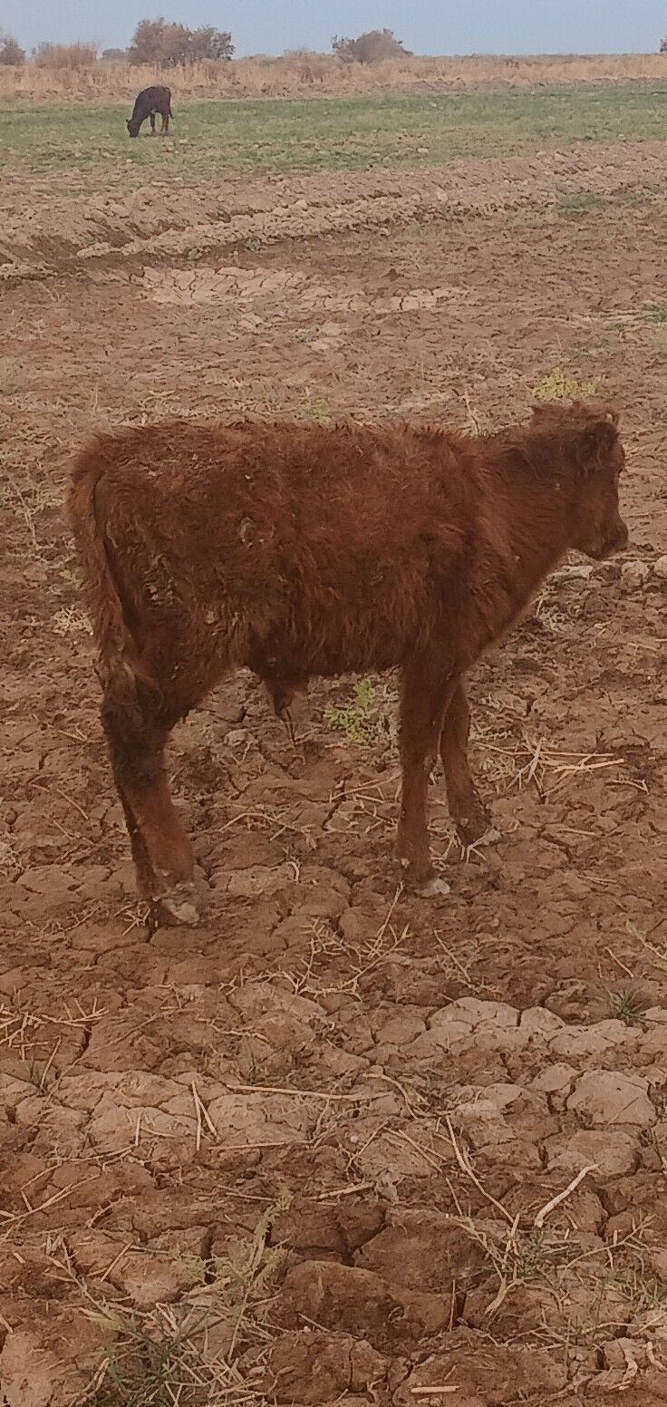 gole - Бабадайхан - img 1