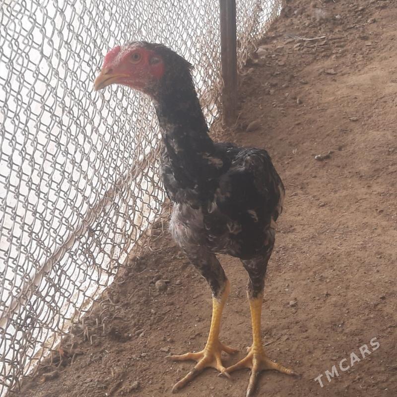 horaz baysy - Türkmenabat - img 1