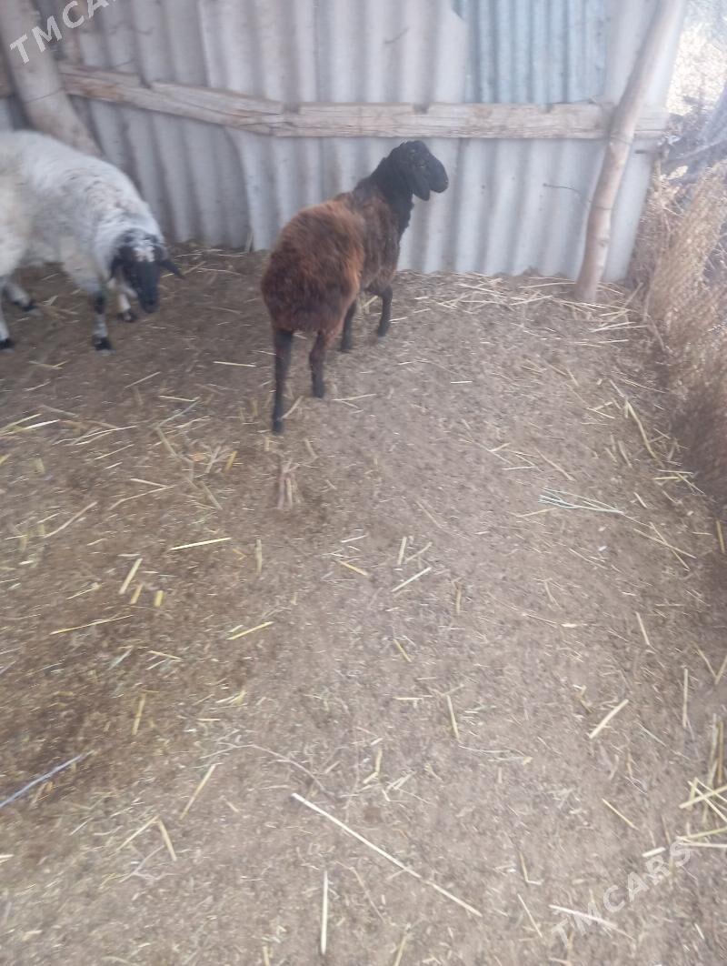 Goc - Дянев - img 1