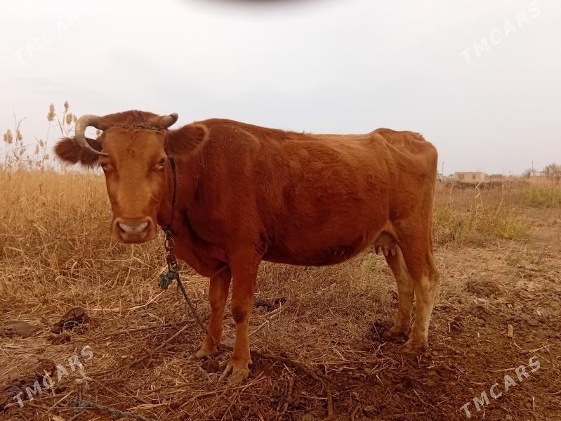 goleli sygyr - Бабадайхан - img 1