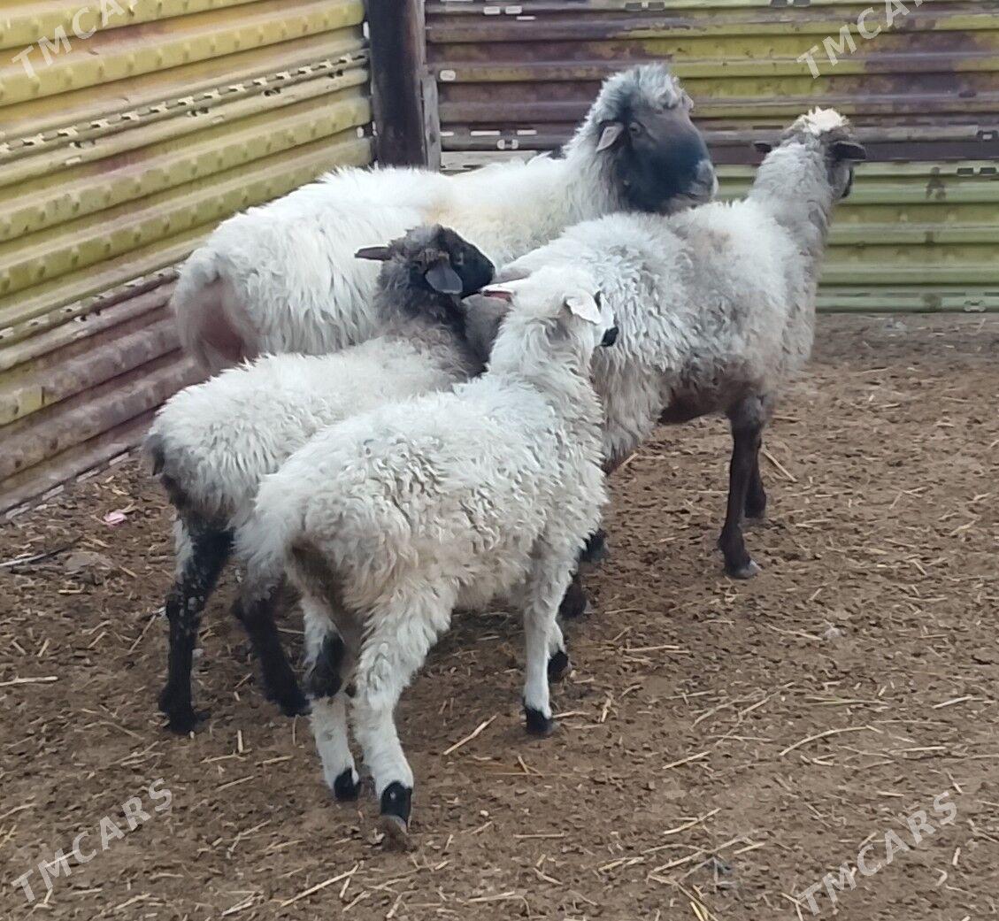 Tokly Goýun Goç - Гызыларбат - img 1