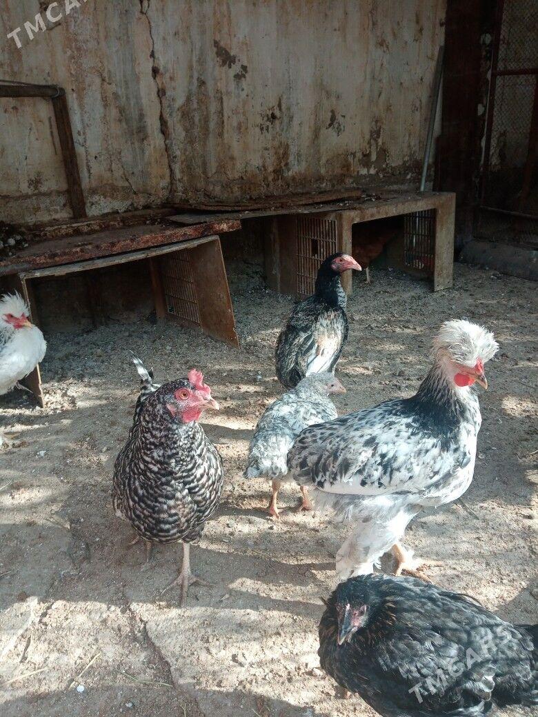 Towuk - Balkanabat - img 1