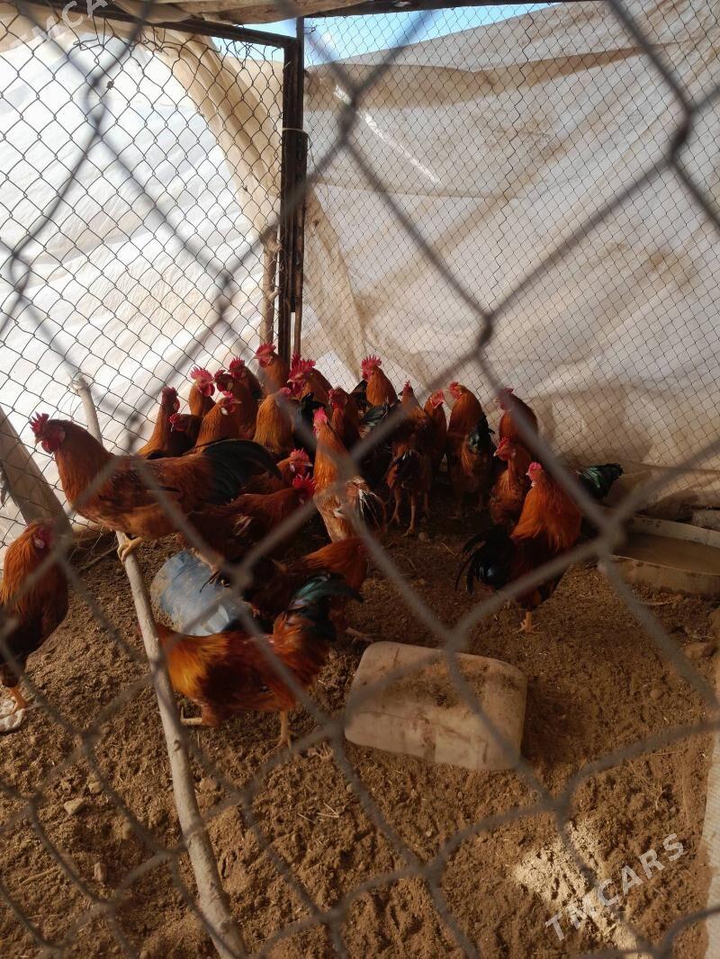 horaz - Bekrewe - img 1