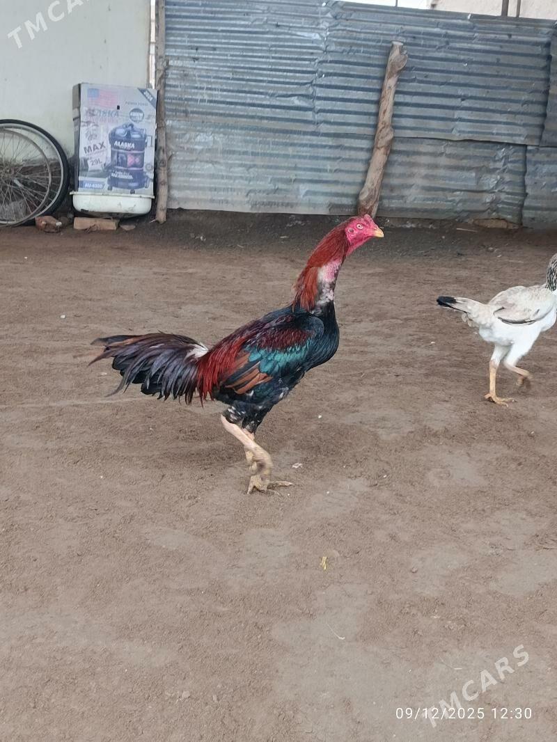 baýsow horaz - Farap - img 1