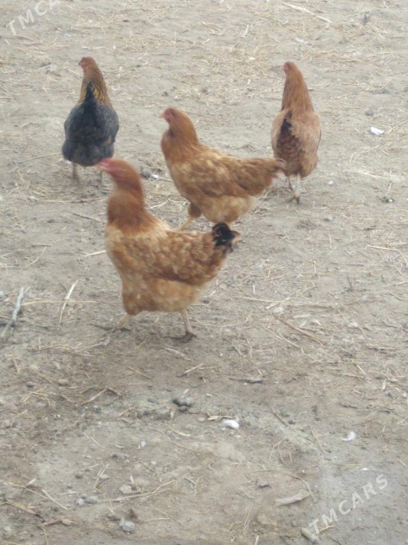 towuk - Дашогуз - img 1