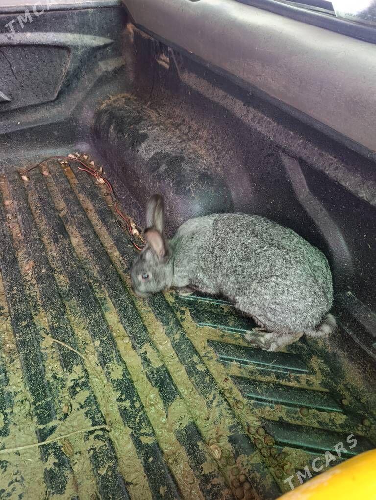 towsan - Бекреве - img 1