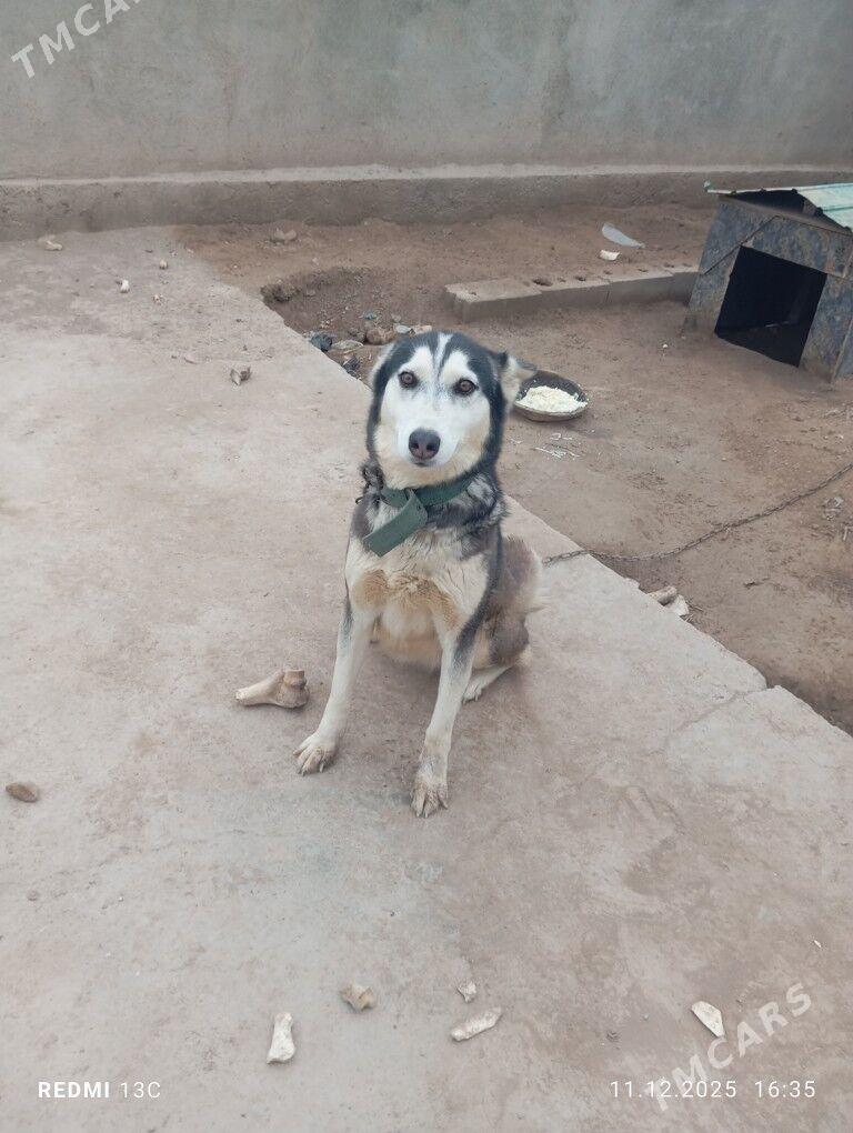 haski it - Дашогуз - img 1