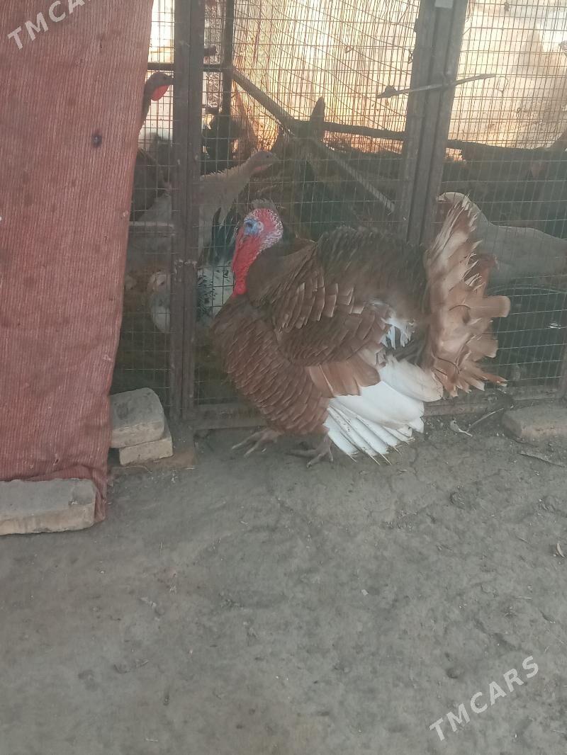 HORAZ INDUK - Baýramaly - img 1