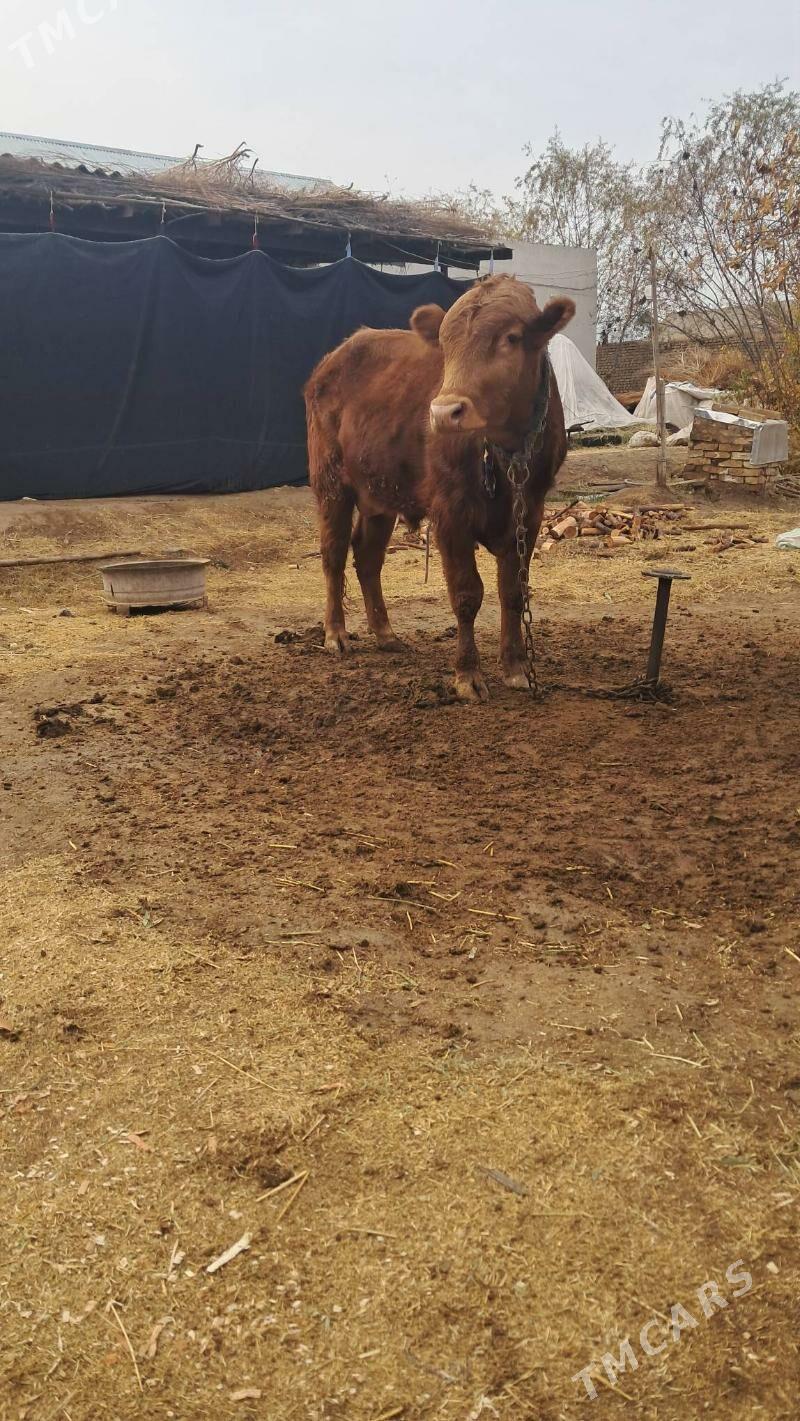 окузче - Baýramaly - img 1