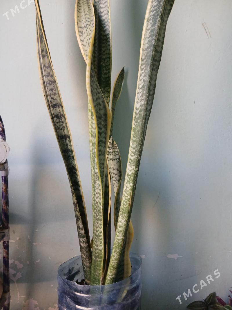 güller - Анев - img 1