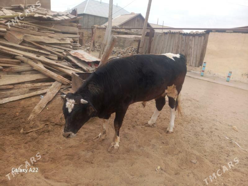 Öküz - Гумдаг - img 1