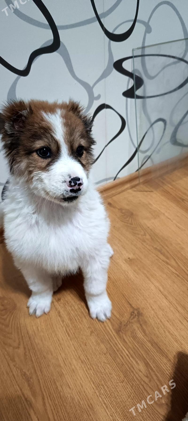 Щенок мальчик - Balkanabat - img 1