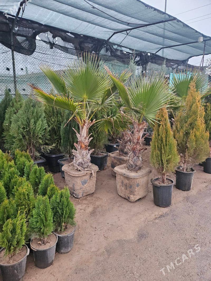 Waşington palma,agac,bag - Ашхабад - img 1