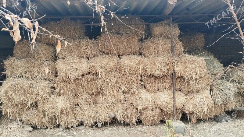 otly arpa saman - Саят - img 1