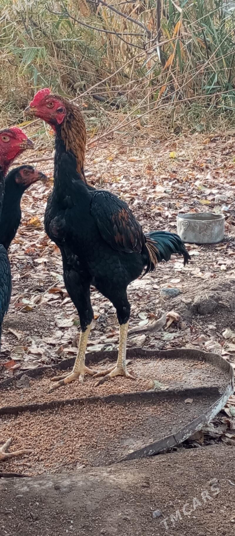 baysok - Wekilbazar - img 1