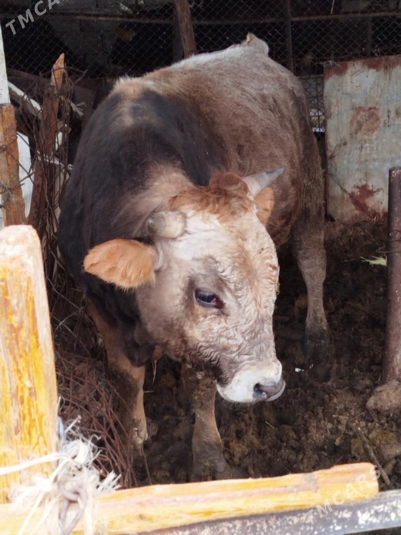 okuz - Бекреве - img 1