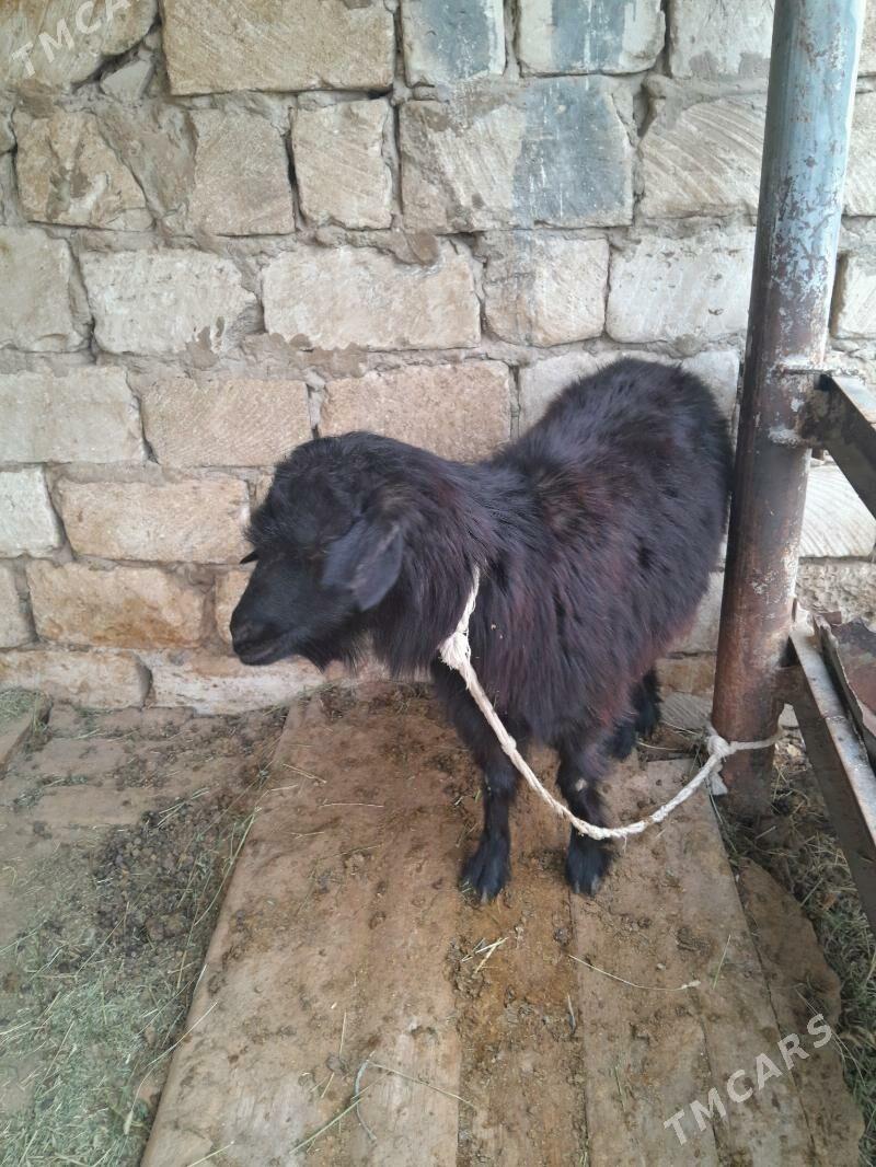 foyun geci - Бузмеин - img 1