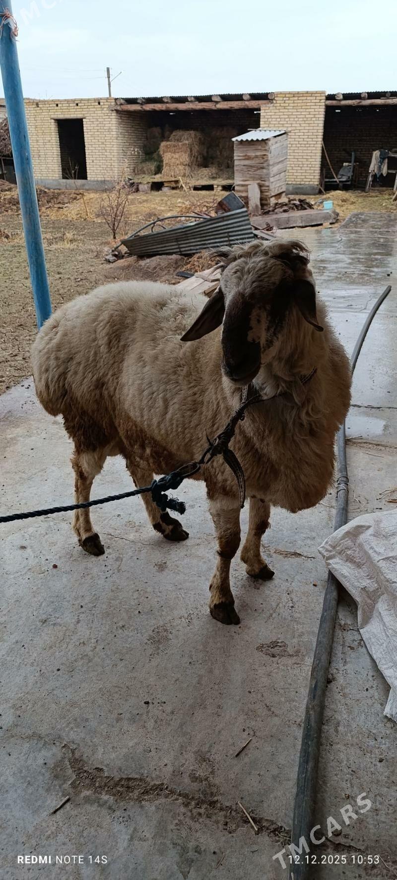 Goç - Çärjew - img 1