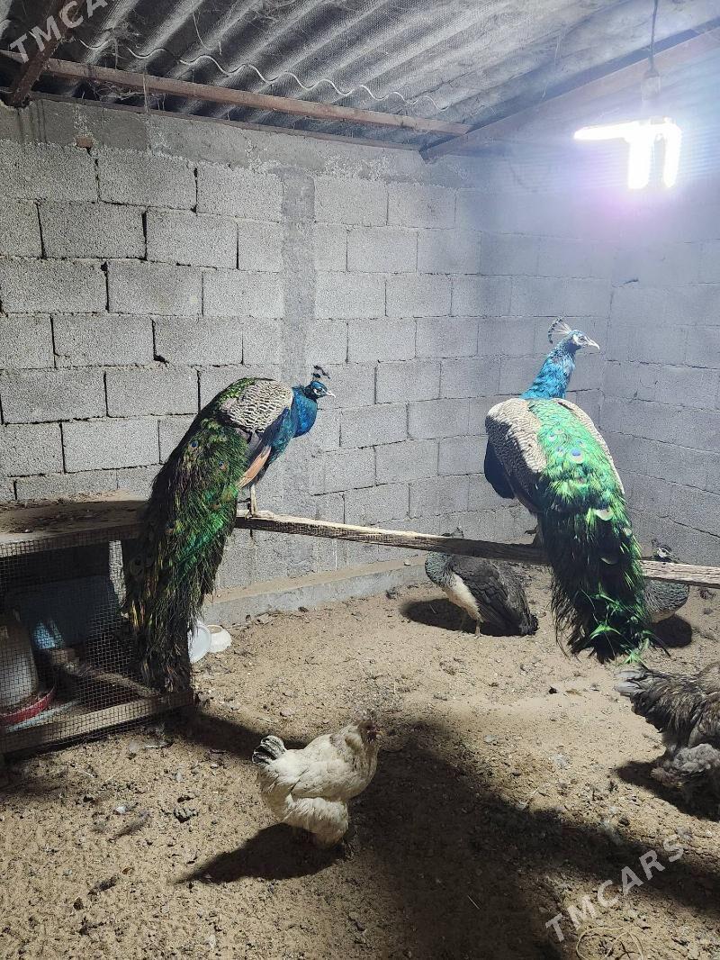 towuk - Aşgabat - img 1