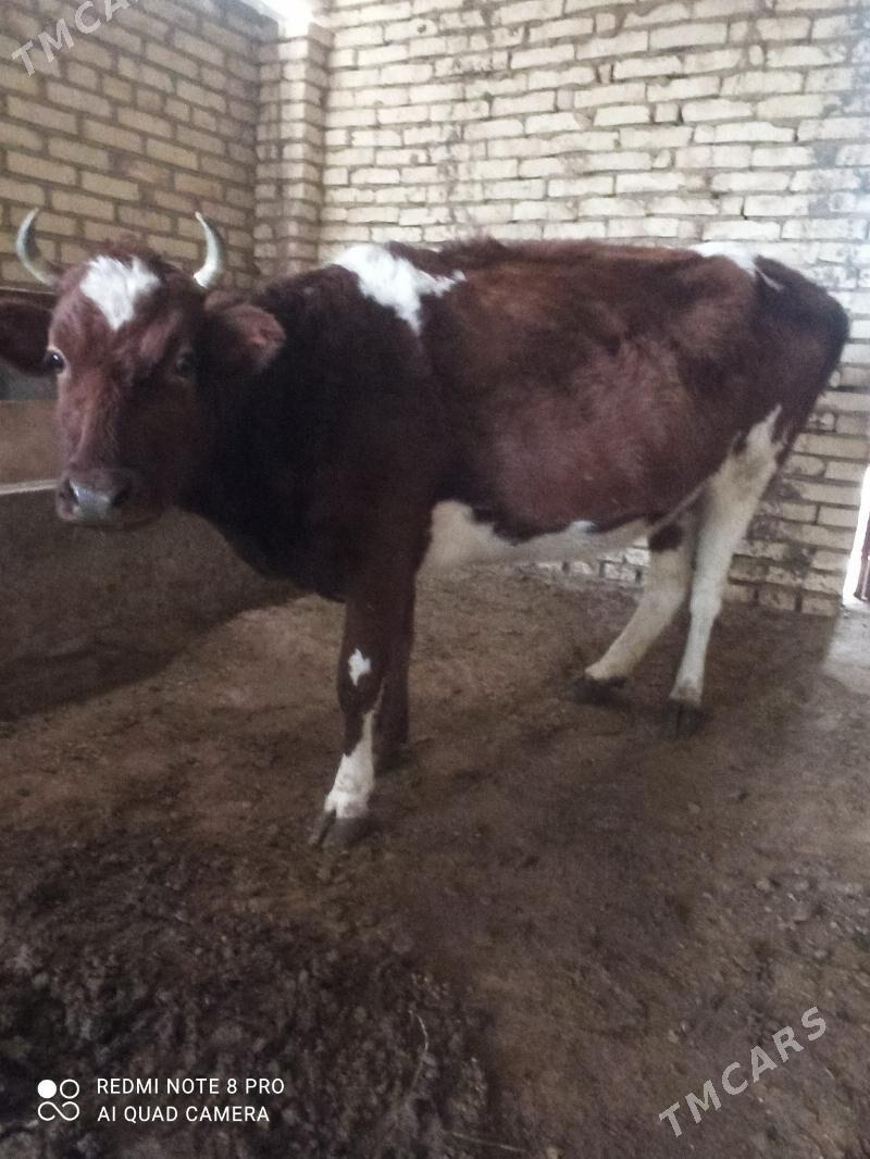 суйтли.сыгыр. - Бабадайхан - img 1