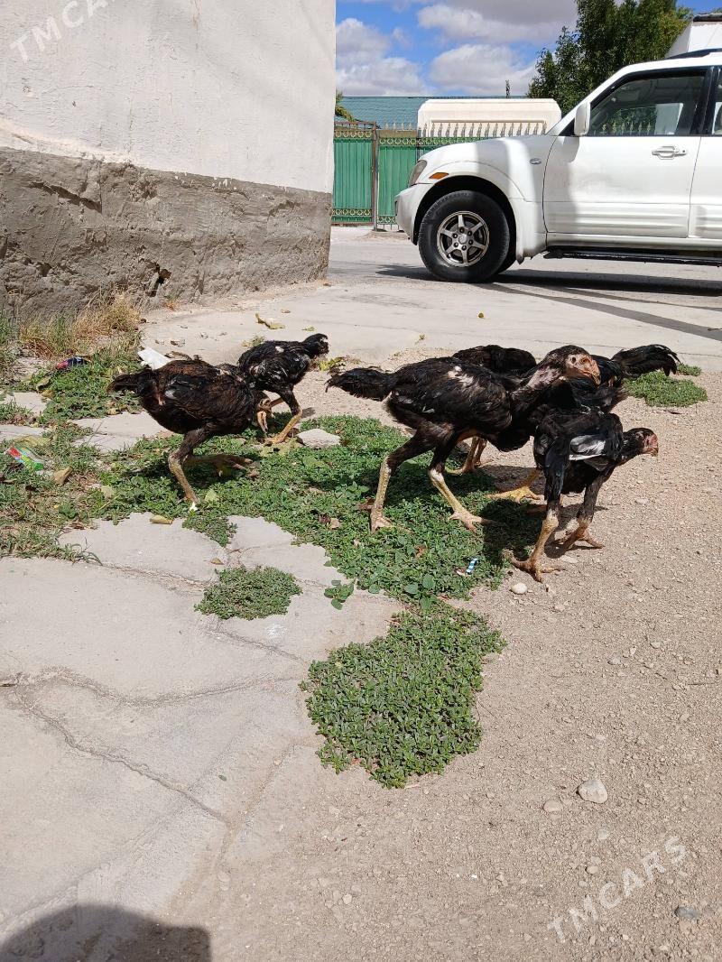 bayes juyje - Balkanabat - img 1