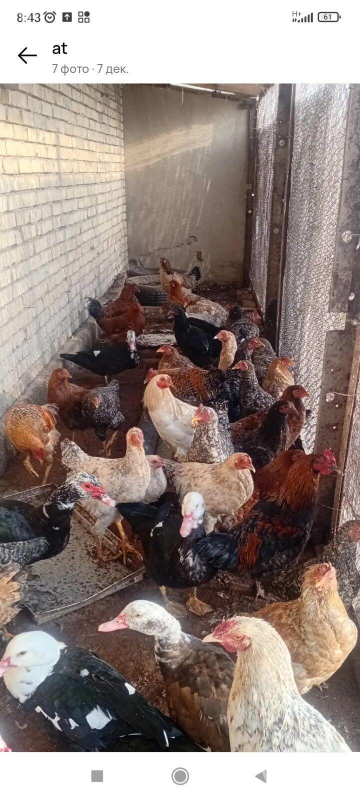 GIGANT HORAZ - Sakarçäge - img 1