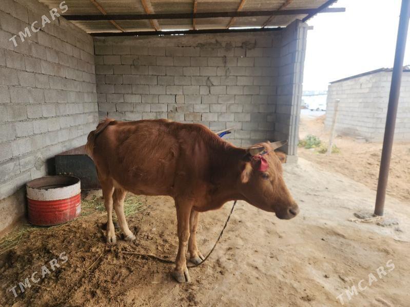 iki sany sygyr yas mal bogaz - Ак-Бугдайский этрап - img 1