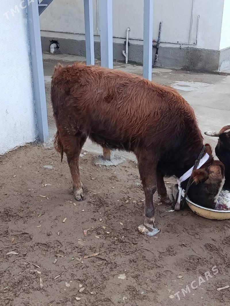 Semiz öküz - Türkmenbaşy - img 1