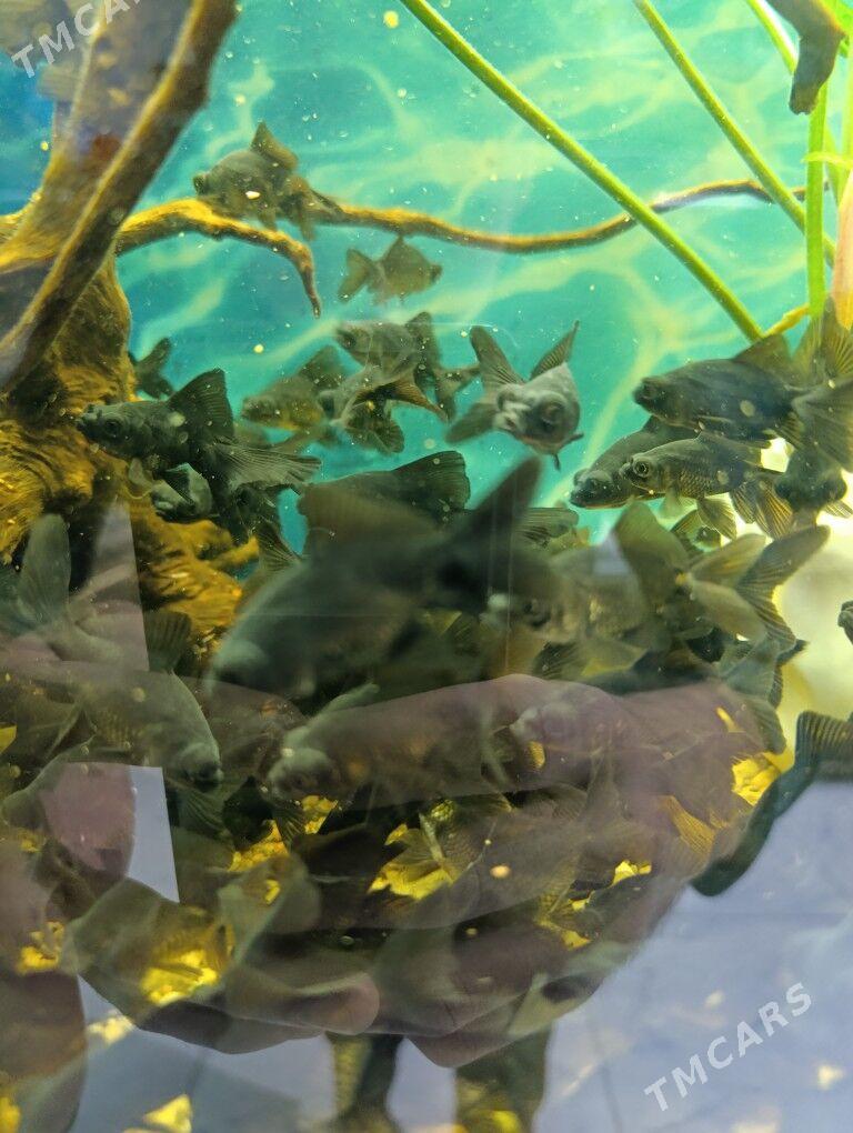 gara teleskop🧐 - Parahat 7 - img 1