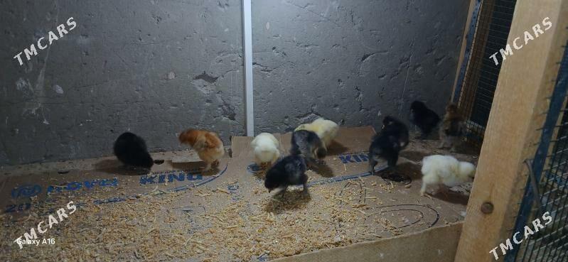 brama juje - Baýramaly - img 1